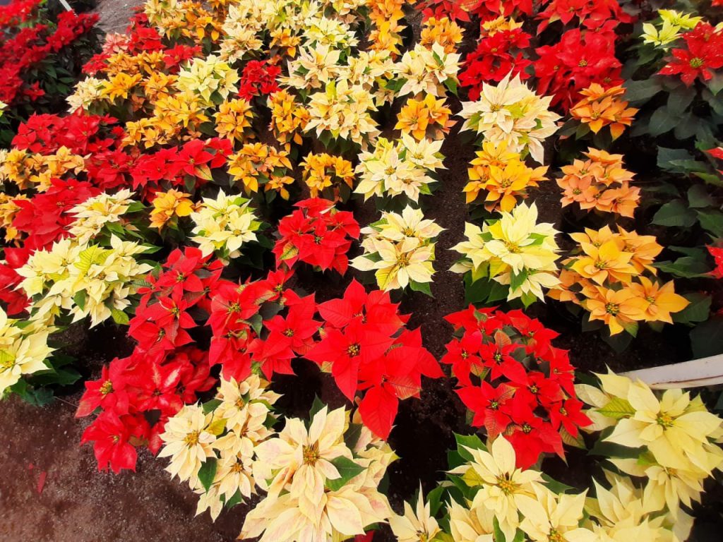 /cms/uploads/image/file/621384/flor-de-nochebuena-mexico.jpg