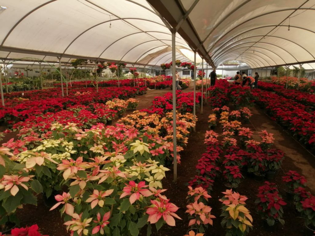 /cms/uploads/image/file/621385/Para_blog_-_La_feria_de_la_nochebuena.jpg