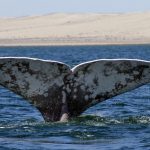 Temporada de ballena gris en lagunas costeras de Baja California Sur