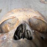 Descubre INAH entierros infantiles en La Lagunilla