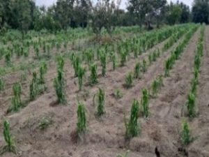 Gobierno del Estado supervisa afectaciones por granizada en municipios de región Itza-Popo