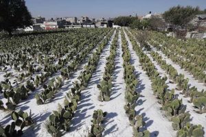 Lluvias afectan cultivos en Puebla; Gobierno de Puebla indemniza más de 300 hectáreas agrícolas