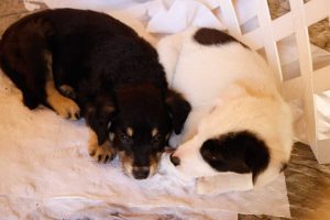 Puebla capital registra 397 denuncias por maltrato animal y planta más de 177 mil árboles