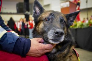 Cruz Roja jubila a Rex, el perro rescatista de Puebla que participó en la misión humanitaria en Turquía